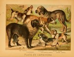 1897 19th_century ambiguous_gender ancient_art biological_illustration bird_dog bloodhound canid canine canis cavalier_king_charles_spaniel cocker_spaniel domestic_dog feral floppy_ears fur group hi_res hugh_craig hunting_dog mammal molosser mountain_dog paws public_domain quadruped saint_bernard scent_hound size_difference spaniel tail technical_illustration text tongue tongue_out toy_dog traditional_media_(artwork) zoological_illustration