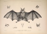 1878 19th_century ancient_art anus balls bat biological_illustration claws fangs feral fur genitals male mammal membrane_(anatomy) membranous_wings microbat monochrome philibert_charles_berjeau public_domain rhinolophid solo tail technical_illustration teeth traditional_media_(artwork) wings zoological_illustration