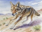 ambiguous_gender artist_name brown_body brown_eyes brown_fur cactus canid canine canis coyote creeps desert detailed_background digitigrade feral fur inner_ear_fluff mammal mountain nature nature_background open_mouth paws plant running sand signature snout solo tail traditional_media_(artwork) tuft watercolor_(artwork)