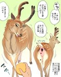 2_horns antlers buriburiri2 cervine cracker deer disembodied_hand duo fawn_spots feces feral food front_view hi_res horn japanese_text male male_pooping mammal multiple_angles pooping rear_view scut_tail shika-senbei short_tail sika_deer solo_focus speech_bubble tail tail_anus talking_to_viewer text translation_request