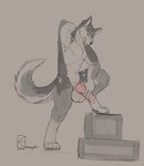 canid canind canine canis domestic_dog genitals hi_res husky kazzyboii male mammal nordic_sled_dog penis pose presenting presenting_balls presenting_penis sketch solo spitz wooden_box