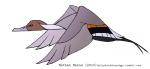 2015 anatid anseriform avian beady_eyes beak biped bird black_body black_eyes black_feathers black_tail brown_body brown_feathers digital_drawing_(artwork) digital_media_(artwork) duck feathered_wings feathers feral flying forked_tail full-length_portrait grey_beak grey_body grey_feathers grey_wings jamminbison male midair multicolored_body multicolored_feathers northern_pintail orange_body orange_feathers portrait side_view simple_background solo tail tail_feathers text toony unusual_anatomy unusual_tail url white_background white_body white_feathers winged_arms wings