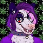 Rating: s
ID: 3228232
Date: 2022-03-17 12:06:54 -0400
Status: active
Score: 16
1:1 american_opossum animated anthro blue_eyes bust_portrait collar drugs eyewear fur glasses hair lewd_latte low_res male mammal marijuana marsupial portrait purple_body purple_fur purple_hair short_playtime solo thumbnail white_body white_fur post #3228232