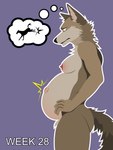 3:4 abdominal_bulge anthro areola belly big_belly big_nipples billybobjoey breasts butt canid canine canis coyote female flat_shading fur green_eyes hi_res male_(lore) mammal neck_tuft nipples nude open_mouth outline pained_expression pregnant pregnant_anthro pregnant_female side_view simple_background solo speech_bubble tail text thought_bubble tuft vector worried worried_face worried_look