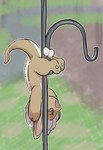 Rating: e
ID: 5598882
Date: 2025-05-26 02:11:21 -0400
Status: active
Score: 34
2025 anthro balls blurred_background brown_body brown_fur character_request claws cock_and_ball_torture fur genital_torture genitals green_eyes grey_hair hair hi_res made_in_abyss male meme open_mouth pawpads paws shoebill0318 solo species_request squirrel_gone_nuts stuck tail testicle_suspension whiskers post #5598882