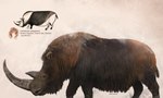 ambiguous_gender brown_body brown_fur cave_painting feral fur hi_res horn julio_lacerda mammal prehistoric_species quadruped rhinoceros scientific_name solo woolly_rhinoceros