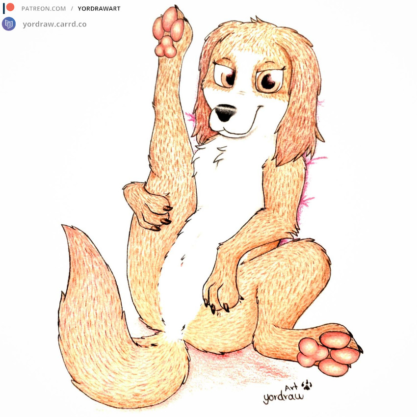 wanda (the queen's corgi and etc) created by yordraw