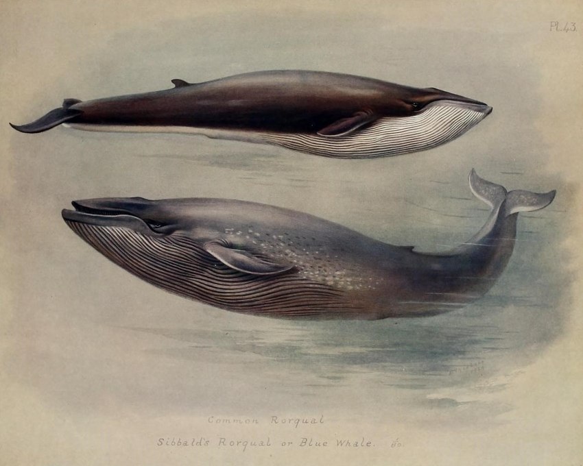 public domain created by archibald thorburn